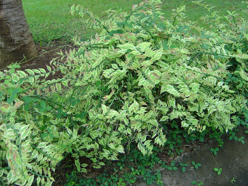 Pedilanthus tithymaloides synonyme Euphorbia tithymaloides 1410051130122739412586693
