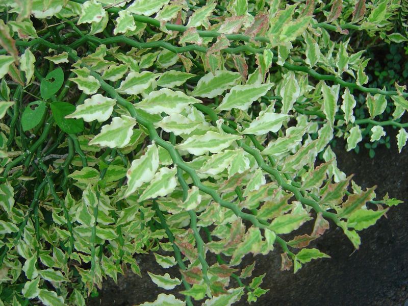 Pedilanthus tithymaloides synonyme Euphorbia tithymaloides 1410051130132739412586694