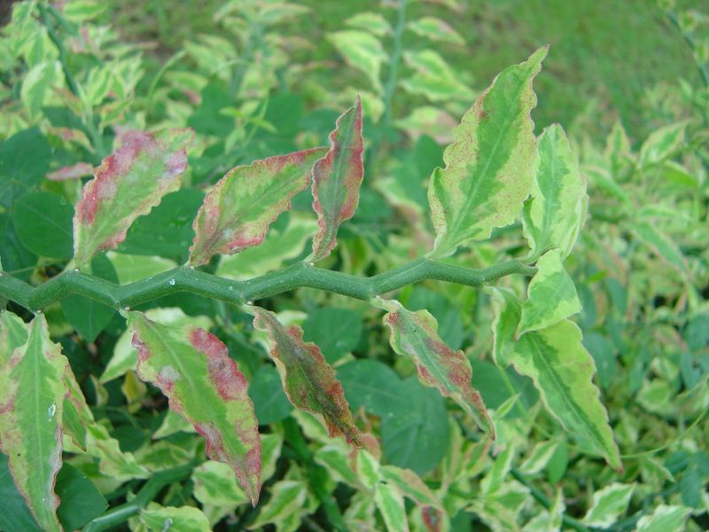 Pedilanthus tithymaloides synonyme Euphorbia tithymaloides 1410051130142739412586695