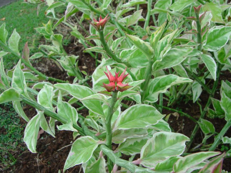 Pedilanthus tithymaloides synonyme Euphorbia tithymaloides 1410051130152739412586696
