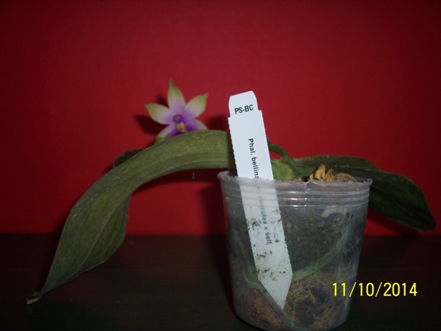 Phalaenopsis bellina coerulea 14101104182316852212602624