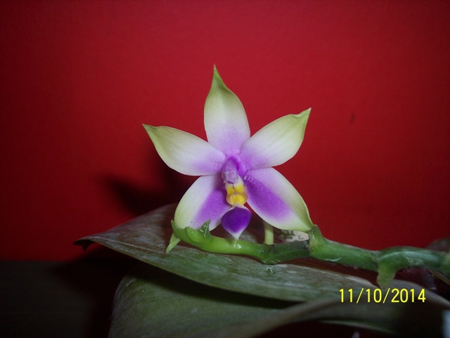 Phalaenopsis bellina coerulea 14101104182416852212602625