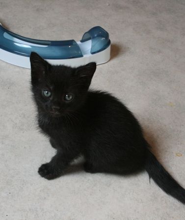 Feii, chaton noir, né mi-août 2014 141012073610202012606245