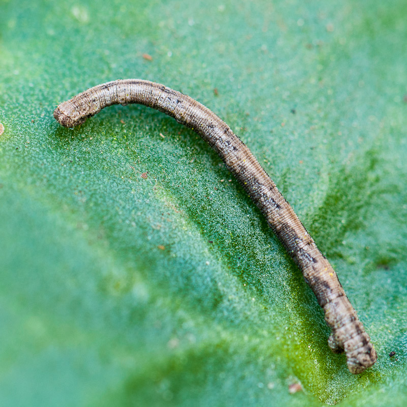 Chenille de Rhodostrophia? [Scopula marginepunctata] 1410190501023187612625836