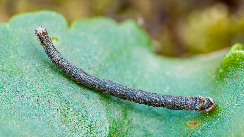 Chenille de Rhodostrophia? [Scopula marginepunctata] 1410190501053187612625837