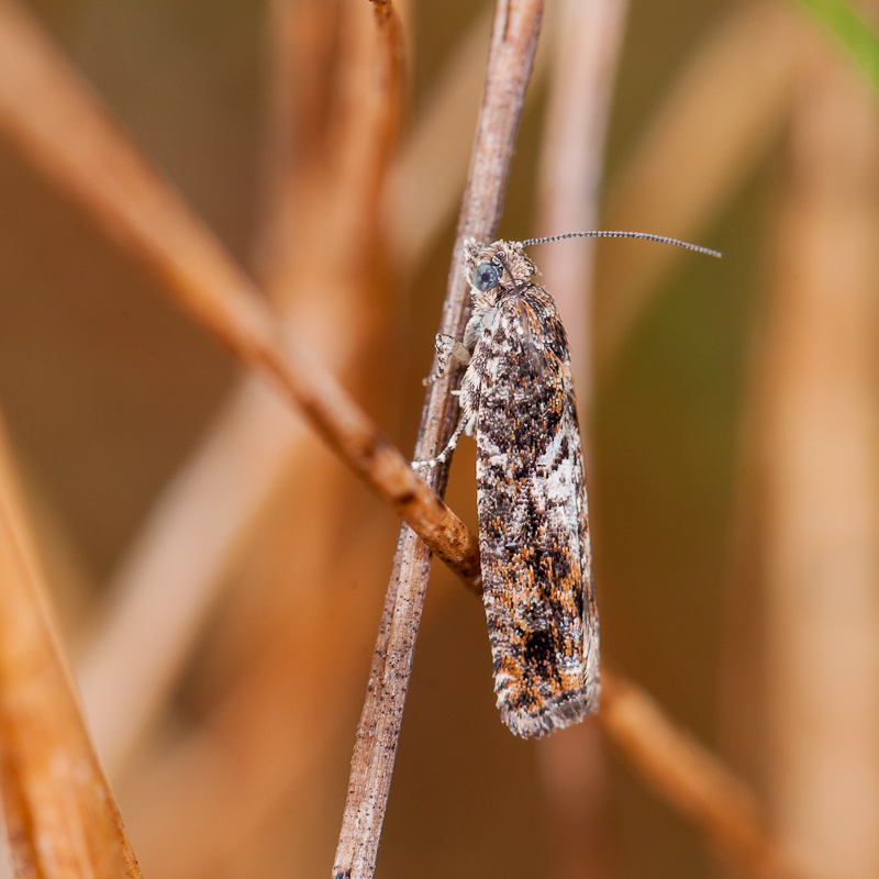 Epinotia immundana? [Tortricidae sp] 1411021213593187612666274