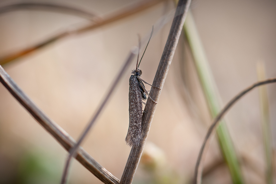 P'tit gris [Gelechiidae sp?] 1411021214033187612666276