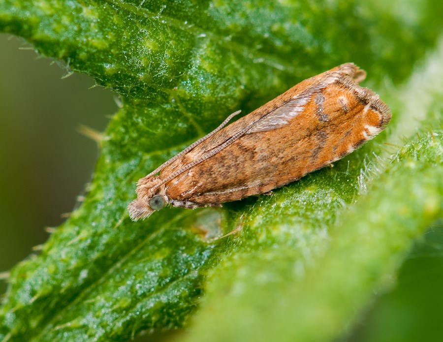 Tortri orange [Epinotia abbreviana] 1411070848293187612683427