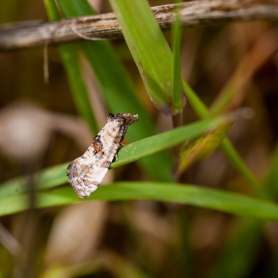 Tête de chien : Cochylis molliculana  1411070848303187612683428