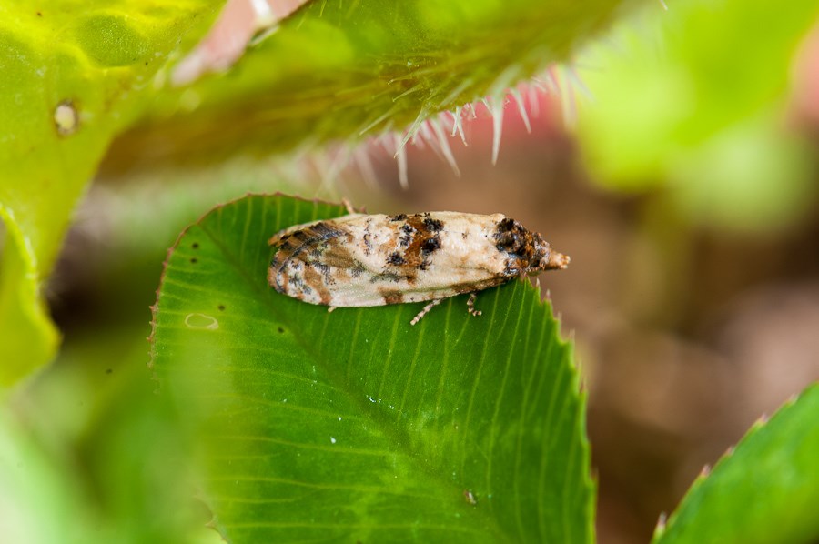 Tête de chien : Cochylis molliculana  1411070848313187612683429