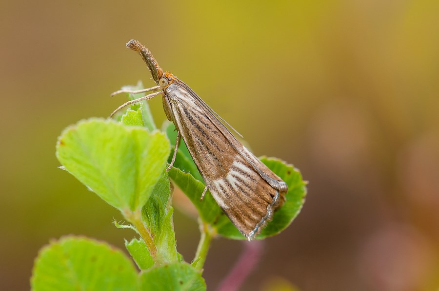 Grand pif! [Chrysocrambus cassentiniellus] 1411090619123187612689487