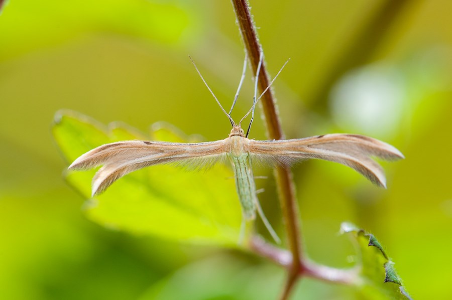 Ptérophore [Merrifieldia baliodactylus] 1411090619133187612689488