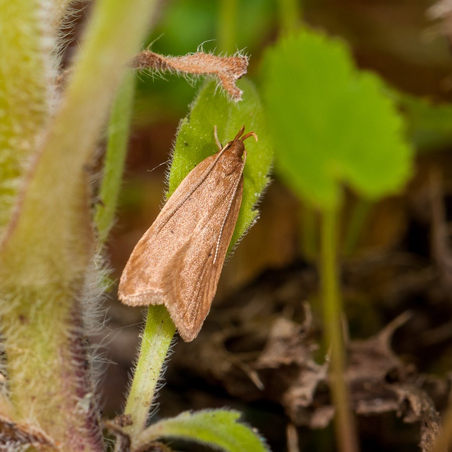 Helcystogramma rufescens? 1411130833303187612702531