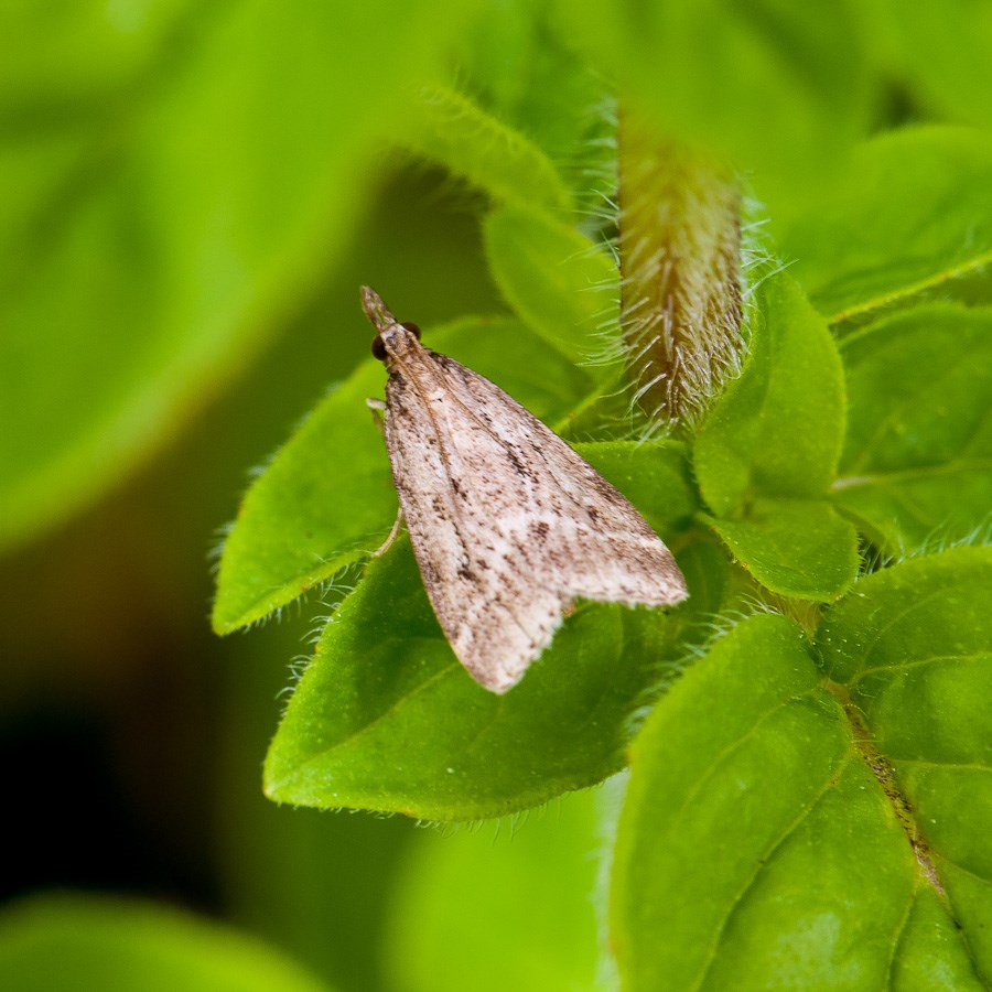 Eudonia pallida? 1411130833333187612702533