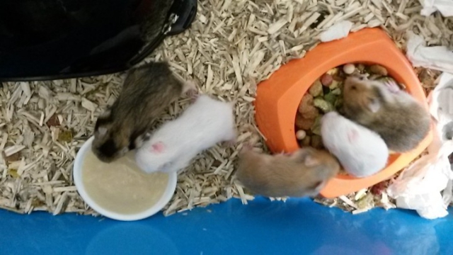 Hamsters syriens  14112710445111652612745531