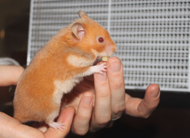 Hamsters syriens  14112710530011652612745540