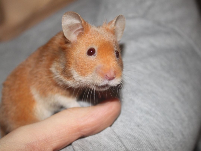 Hamsters syriens  14112710530111652612745541