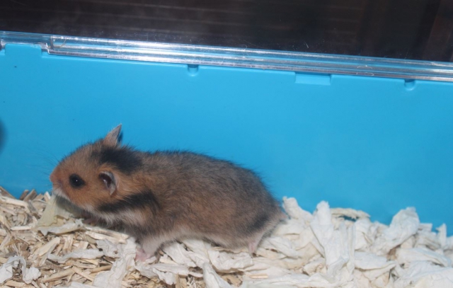Hamsters syriens  14112710530411652612745542