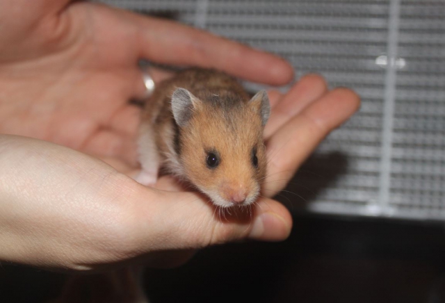 Hamsters syriens  14112710530811652612745543