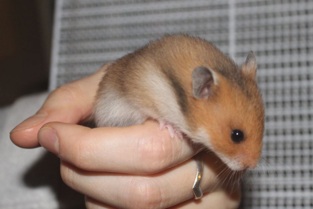 Hamsters syriens  14112711290411652612745585