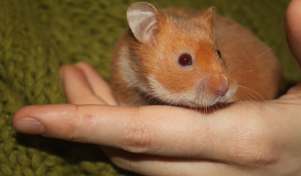 Hamsters syriens  14120311271911652612764887