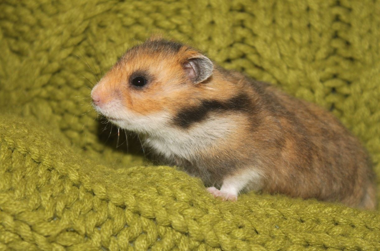 Hamsters syriens  14120311272711652612764892