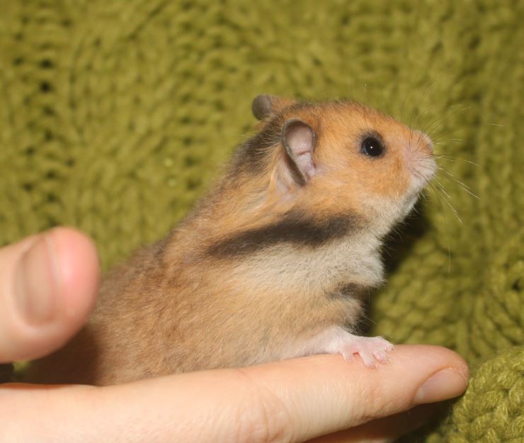 Hamsters syriens  14120311273111652612764894
