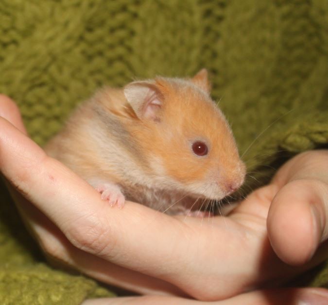 Hamsters syriens  14120311274111652612764901