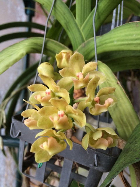 Rhynchostylis gigantea 'peach' 14120407520816852212767563