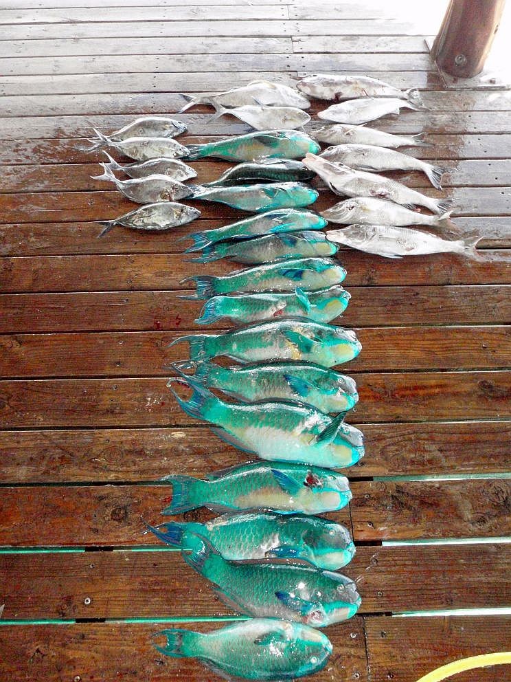 tuiariki fishes