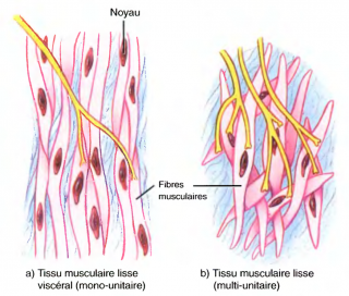 tissu musculaire lisse