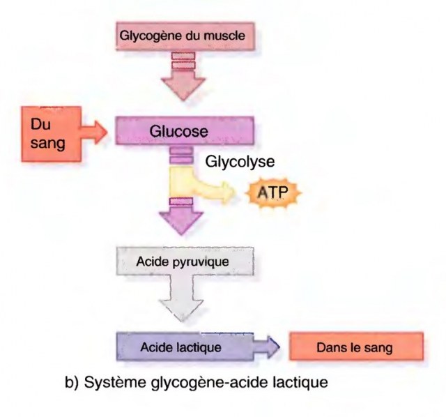 systeme glycogene acide lactique
