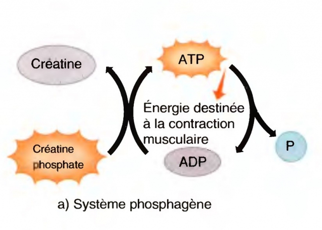 systeme phosphagene