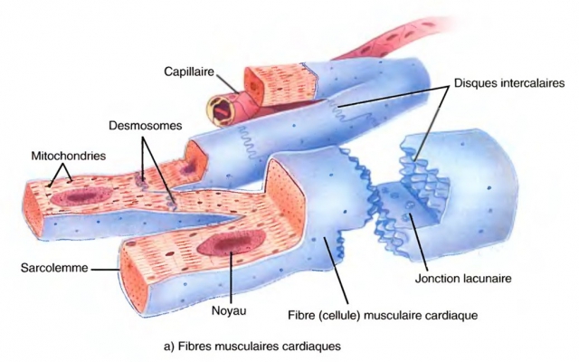 fibre musculaire cardiaque