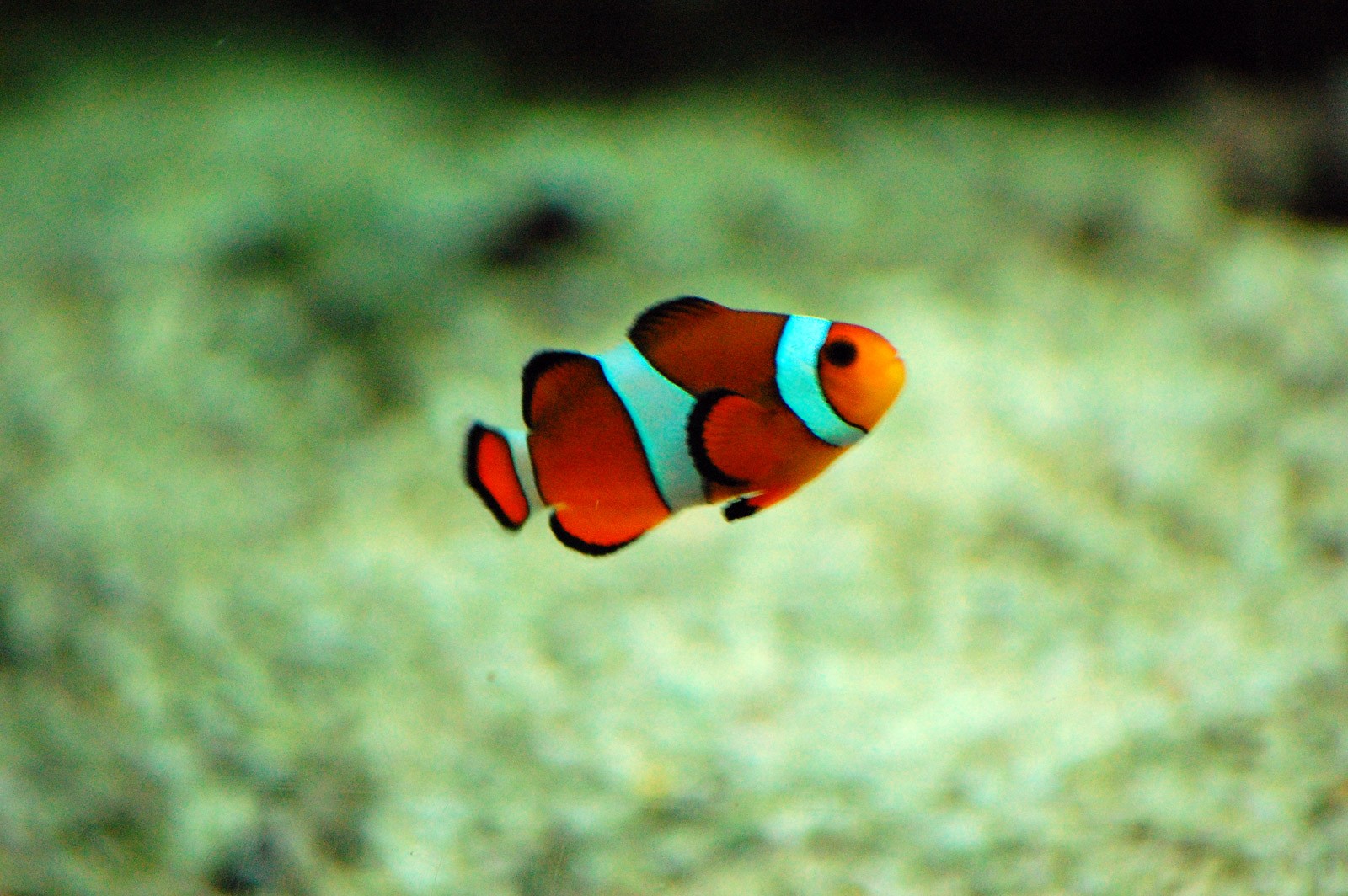 Red-clown-fish-on-sea-bottom1669