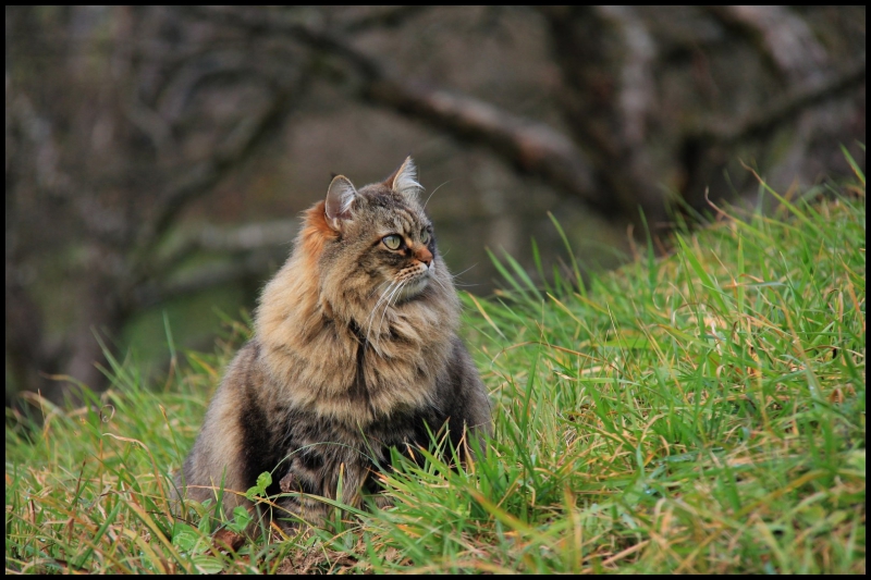 d&eacute;c 2014 Mistigrette 2