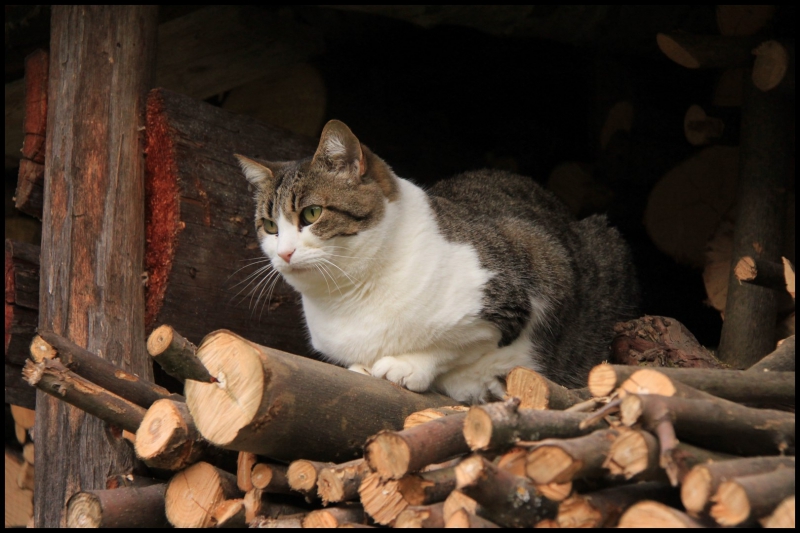 d&eacute;c 2014 Mistral 1