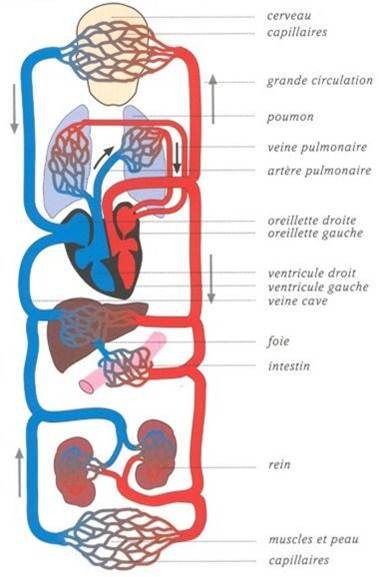 petite et grande circulation