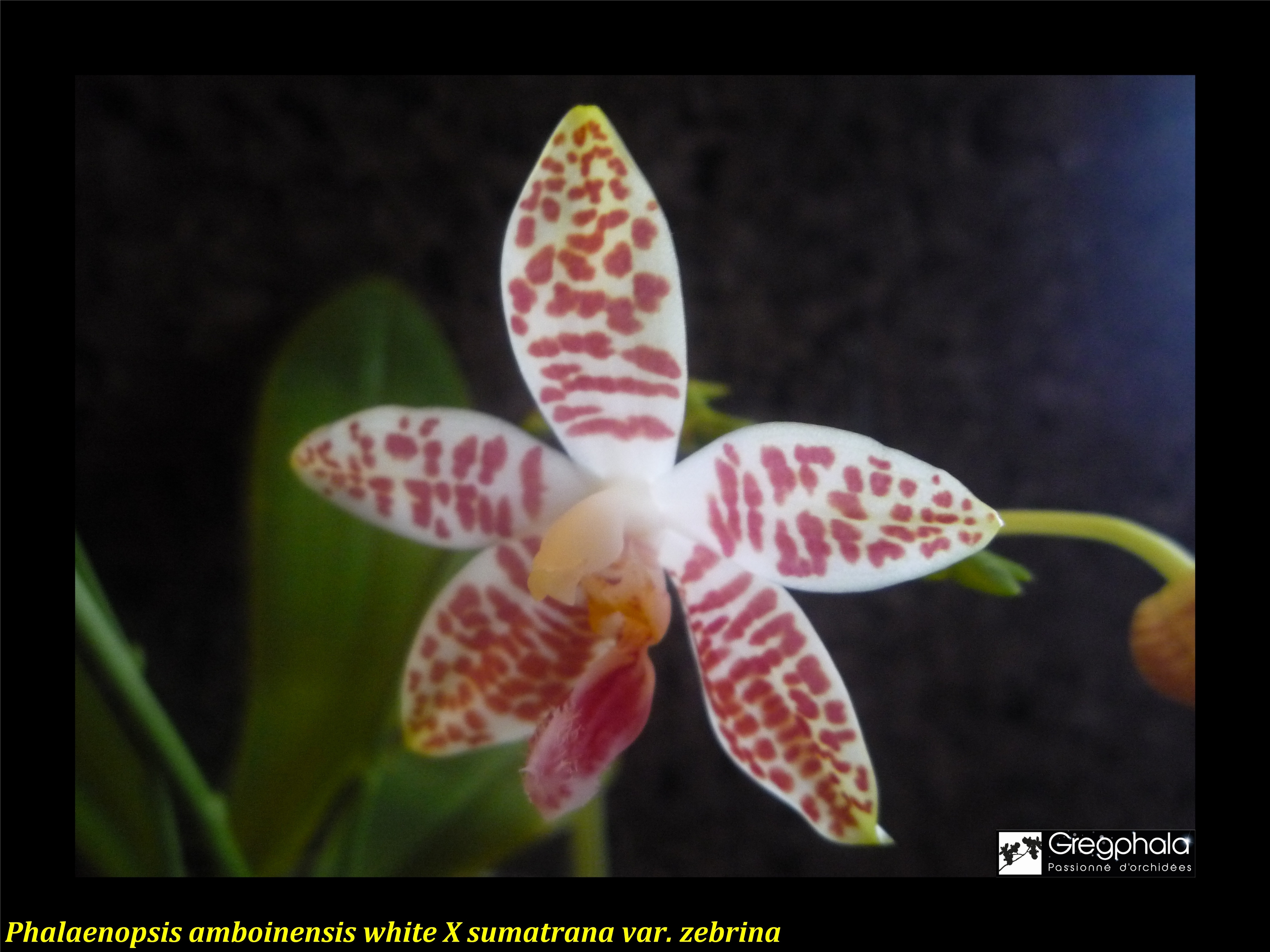 Phalaenopsis Ambotrana (amboinensis x sumatrana) 14122705292517991312827130