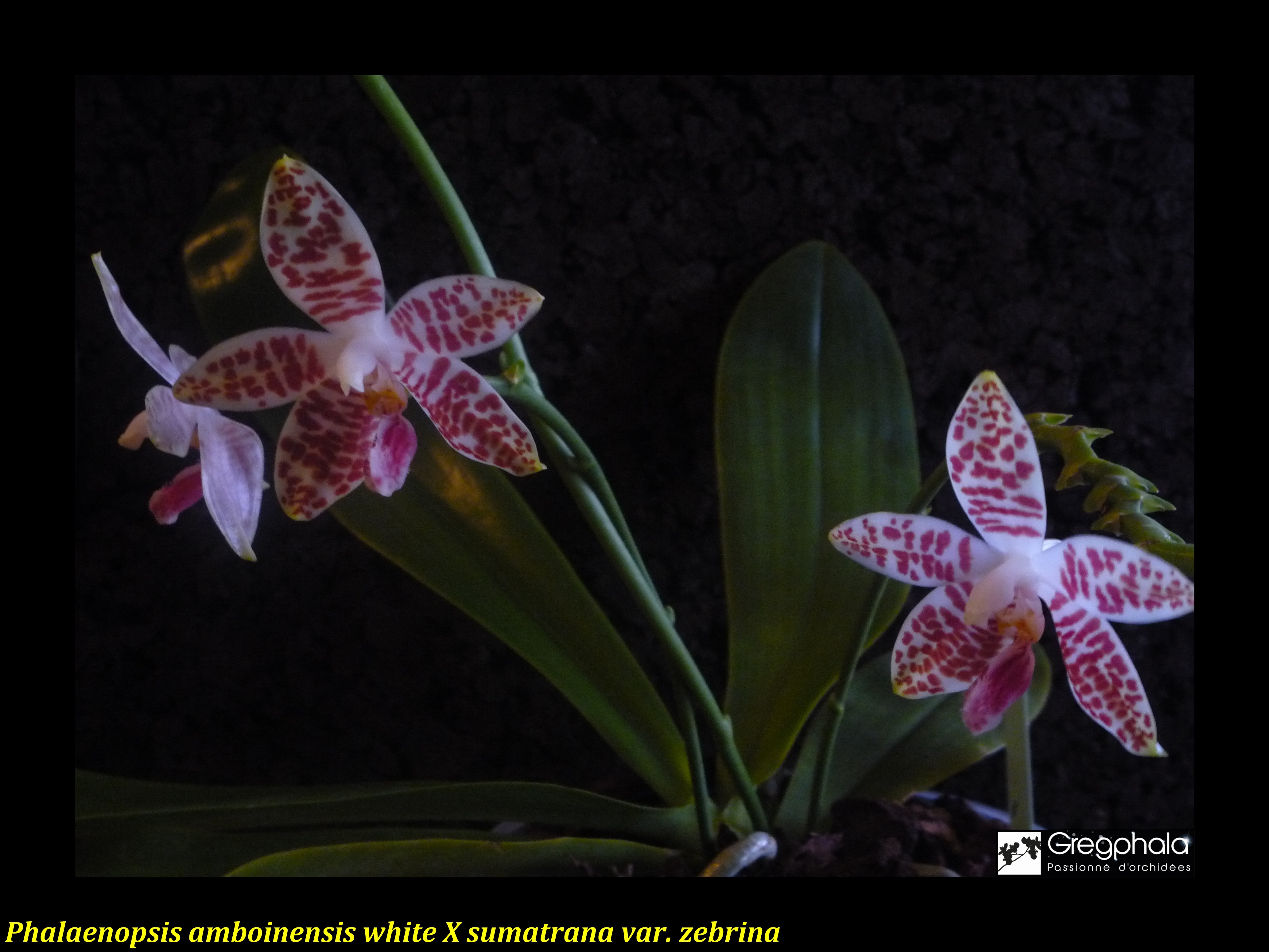 Phalaenopsis Ambotrana (amboinensis x sumatrana) 14122705295417991312827135