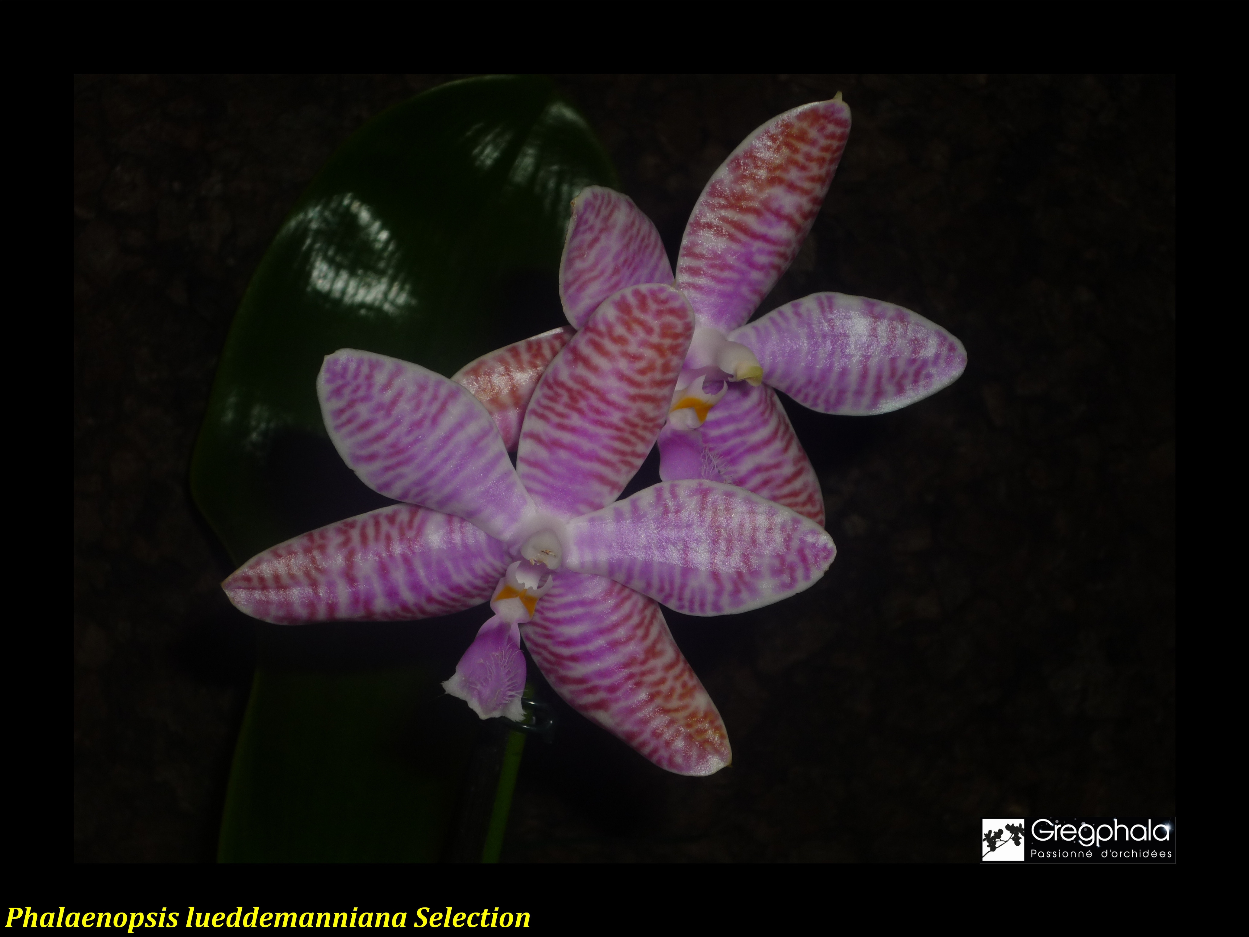 Phalaenopsis lueddemanniana Selection 14122705304917991312827137