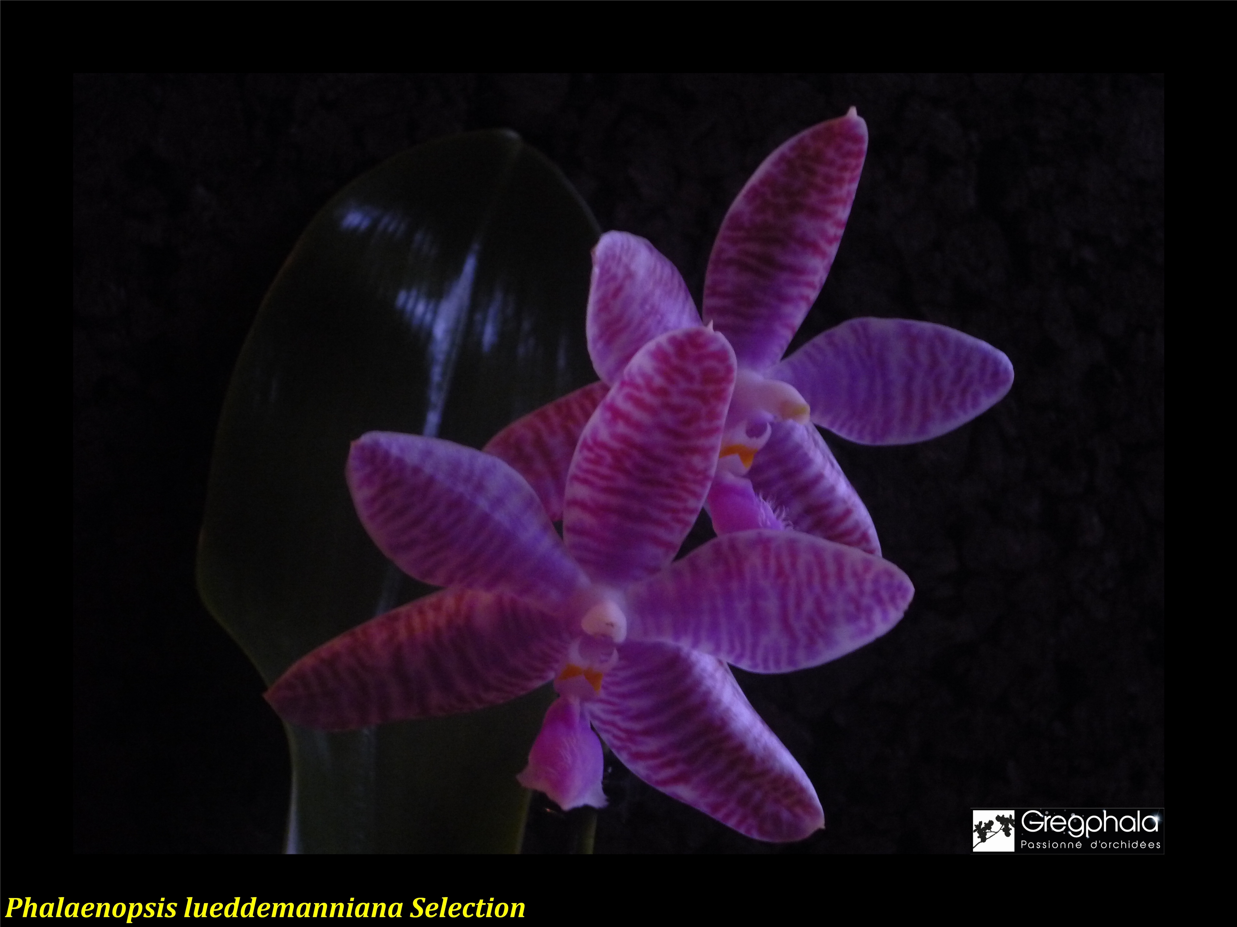 Phalaenopsis lueddemanniana Selection 14122705311417991312827138