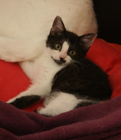 Cannelle (ex Bigouden ), chatonne noire et blanche, née vers mi-octobre 2014 150102101003202012839863