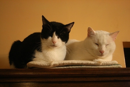 Rominet, adorable chat noir et blanc, né vers 2005 - Page 2 150102101024202012839864