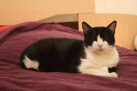 Rominet, adorable chat noir et blanc, né vers 2005 - Page 2 150102101024202012839865