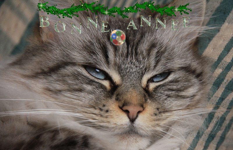 Albane bonne ann&eacute;e 2015 a 800p BA GIF