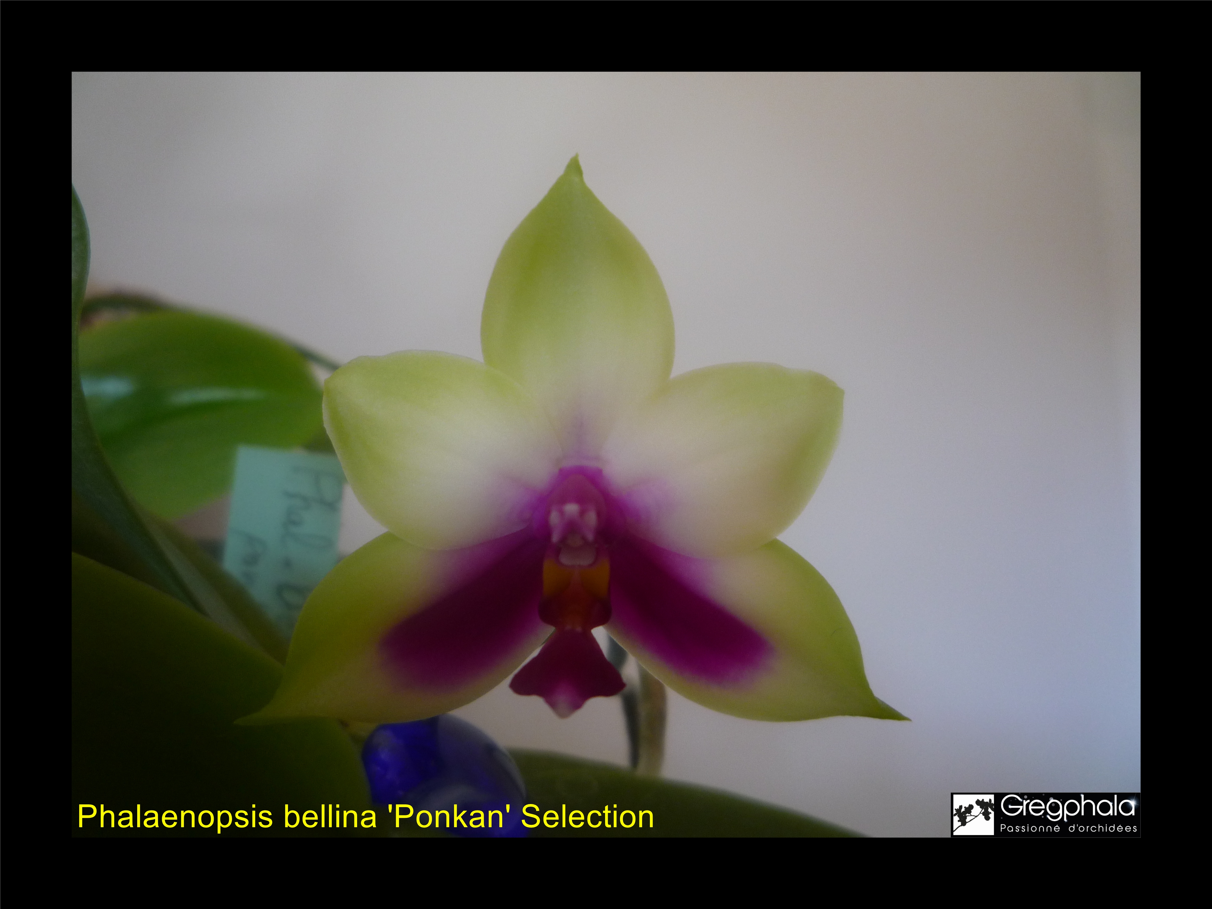 Phalaenopsis bellina 'Ponkan' Selection 15010903173017991312860988