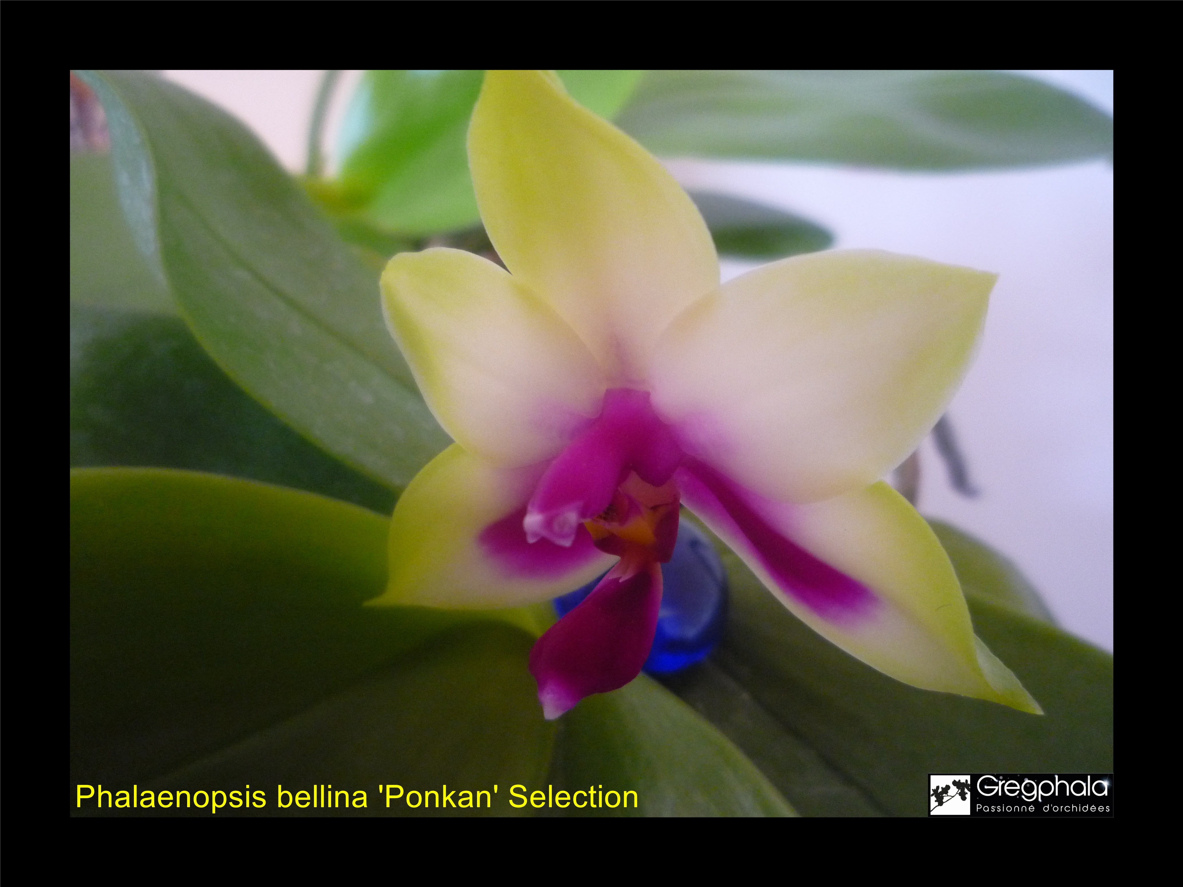 Phalaenopsis bellina 'Ponkan' Selection 15010903194317991312860991