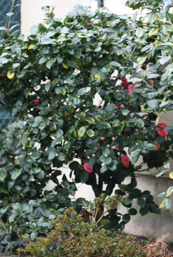 20150110_34_caméliaRose