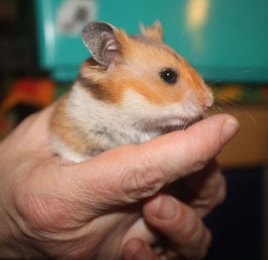 Hamsters syriens  15011612440711652612878615